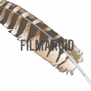 Vintage hawk feather vector illustration - A collection of stock vector illustrations