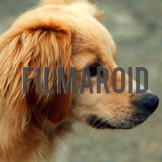 Blonde dog profile - A collection of stock photos about Animals
