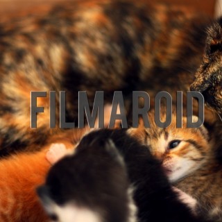 Cat with newborn kittens - A collection of stock photos about Animals