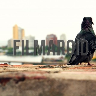 Dove standing on edge wall - A collection of stock photos about Animals