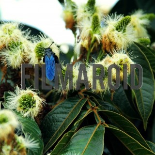 Large wasp on flowers - A collection of stock photos about Animals