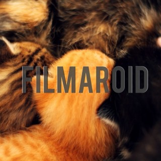 Mom cat feeding three kittens - A collection of stock photos about Animals