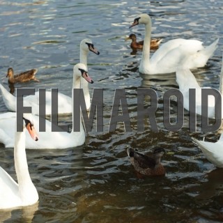 Swans in river - A collection of stock photos about Animals