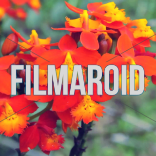 Orange and yellow orchids moving with wind - A collection of stock footage about Nature