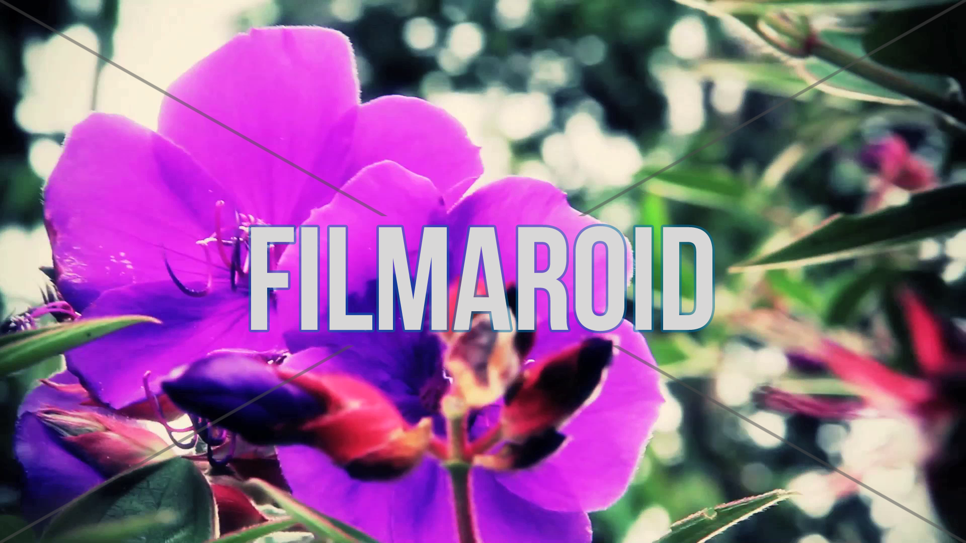Nature footage of large exotic purple flowers in garden Nature footage of large exotic purple flowers in garden - A couple of large purple exotic flowers moving with the wind