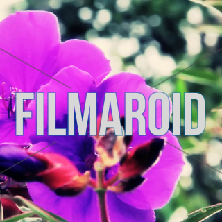 Purple exotic flowers moving with wind - A collection of stock footage about Nature