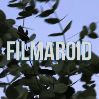 Eucaluptys leaves moving with wind - A collection of stock footage about Nature