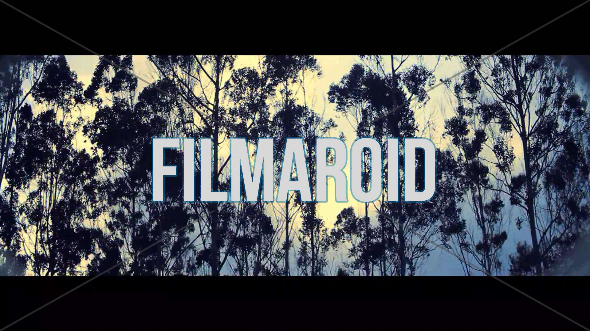 Tall trees - Anamorphic footage of very tall eucalyptus trees dancing with the wind