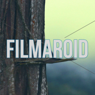 Eucalyptus tree trunk and bark moving with wind - A collection of stock footage about Nature