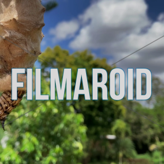 4k footage of colorful pattern caterpillar hanging from cocoon - Beautiful colorful caterpillar crawling out from cocoon while suspending from a tree branch during summer day