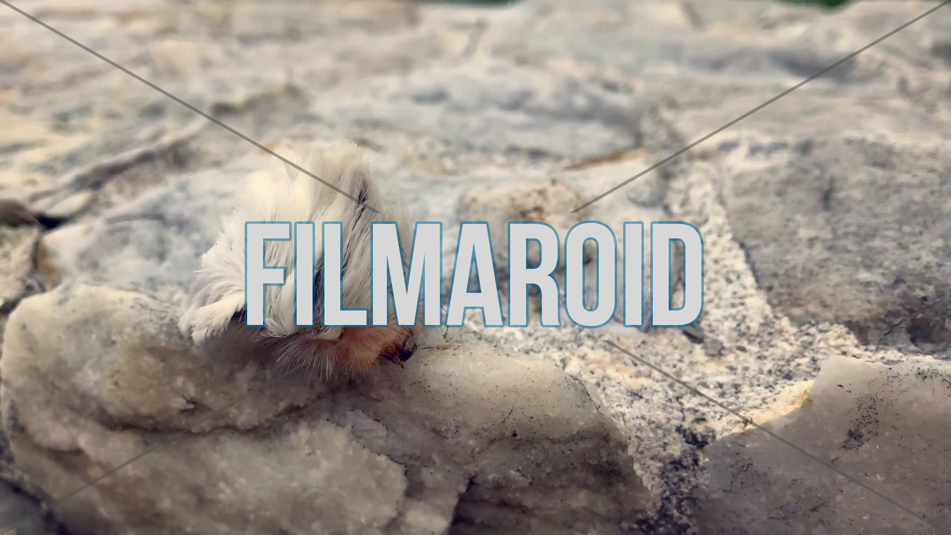 4k footage of poisonous hairy caterpillar walking 4k footage of poisonous hairy caterpillar walking - Poisonous Megalopyge opercularis hairy caterpillar walking on white marble stones