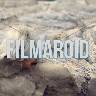 4k footage of poisonous megalopyge opercularis hairy caterpillar walking on stones - Poisonous Megalopyge opercularis hairy caterpillar walking on white marble stones