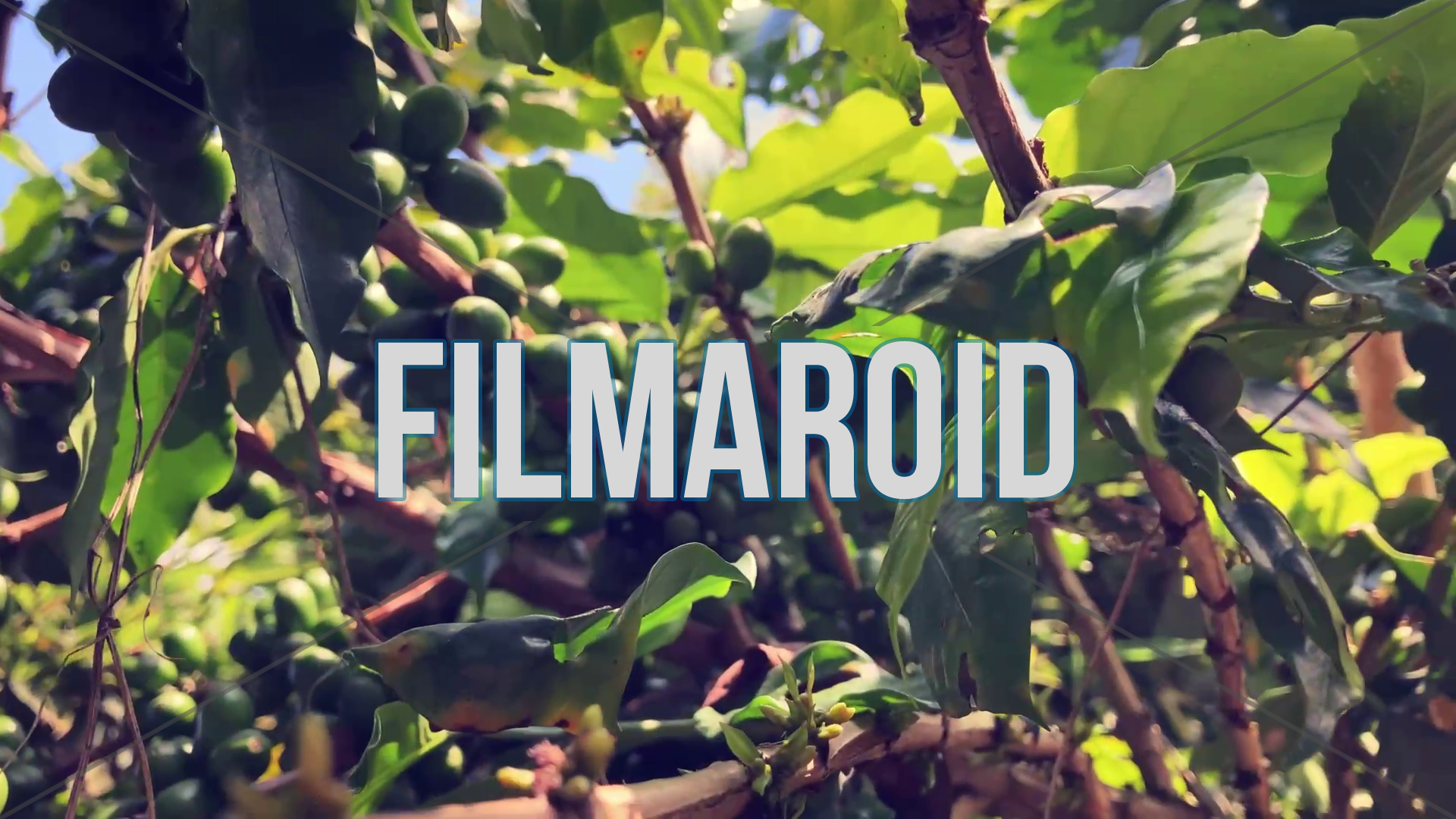 4k footage of arabica coffee plants - Beautiful arabica coffee plants with lots of green leaves, red cherries and other green beans on branches during one sunny summer day