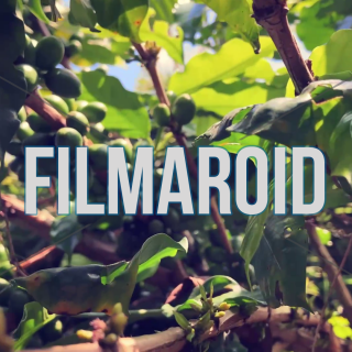 4k footage of arabica coffee plants with lots of leaves and red cherries and green beans on branches - A collection of stock footage about Nature