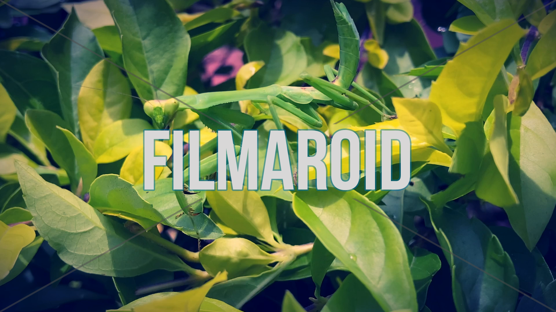 4k footage of large green mantis in bush - Beautiful and picturesque Mantis with menacing claws waiting to prey on other insects while camouflaging in green and yellow bushes