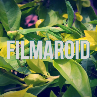 4k footage of green mantis insect preying in green and yellow bushes - Beautiful and picturesque Mantis with menacing claws waiting to prey on other insects while camouflaging in green and yellow bushes