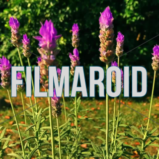 4k footage of lavender plant with blooming flowers in garden setting - Beautiful nature footage of lavender plant with violet flowers blooming in garden setting during golden hour lighting