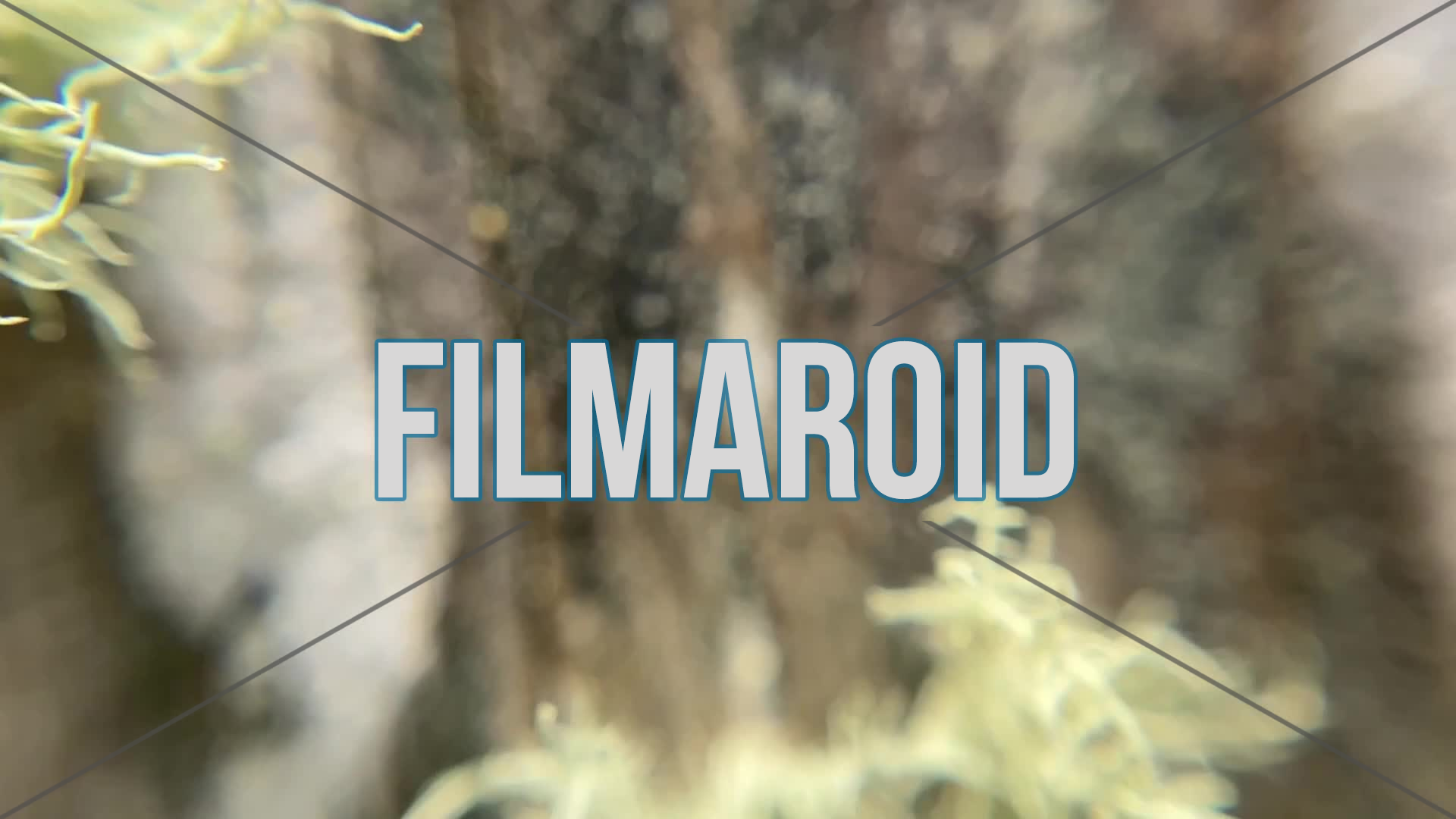 4k macro footage of hairy green moss growing on tree trunk with rough bark full of surface details